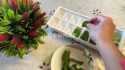 Summer Special Frozen Mint Leaf Ice Cubes  Recipe & Tips By CWMAP