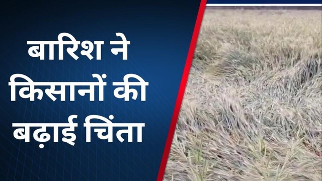 बाराबंकी: बे मौसम बरसात से किसान परेशान,गेहूं आलू सरसों की फसल में हुआ नुकसान