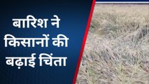 बाराबंकी: बे मौसम बरसात से किसान परेशान,गेहूं आलू सरसों की फसल में हुआ नुकसान