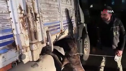 Nakliye yapılan kamyonun içindeki buzdolabından 81 kilo skunk ele geçirildi: 4 kişi tutuklandı