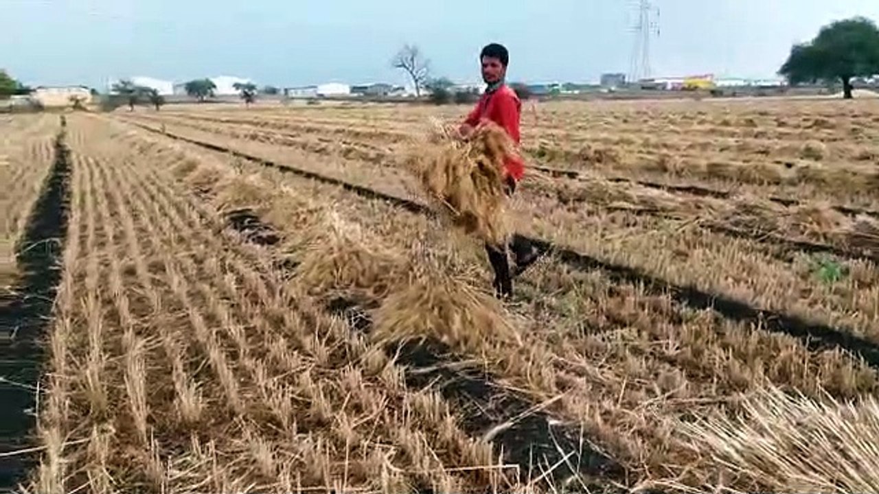 Video- ओला, बारिश से खेतों में तबाही का मंजर, न...