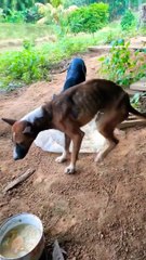 Kasihan Bertemu Seekor Anjing Kurus di Pinggiran Sawah