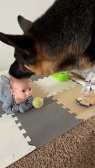 Ce chien veut jouer avec son humain... mais l'humain est un peu trop jeune