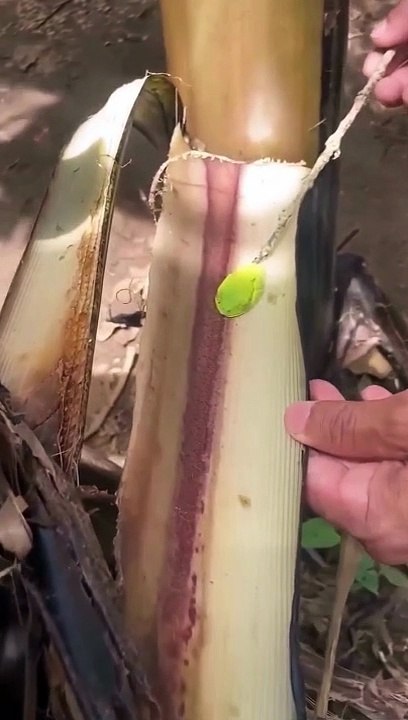 Cette petite tâche verte n'est pas du tout ce que vous croyez