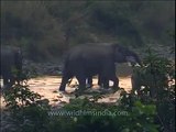 Elephant herd walking through a forest