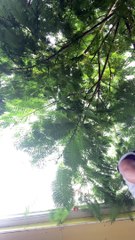 Blue Jay Steals Woman's Earbud