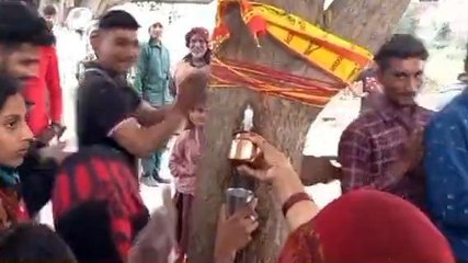 नीम के पेड़ से अचानक निकलने लगी दूध की धार, ग्रामीण बता रहे प्रभु का चमत्कार