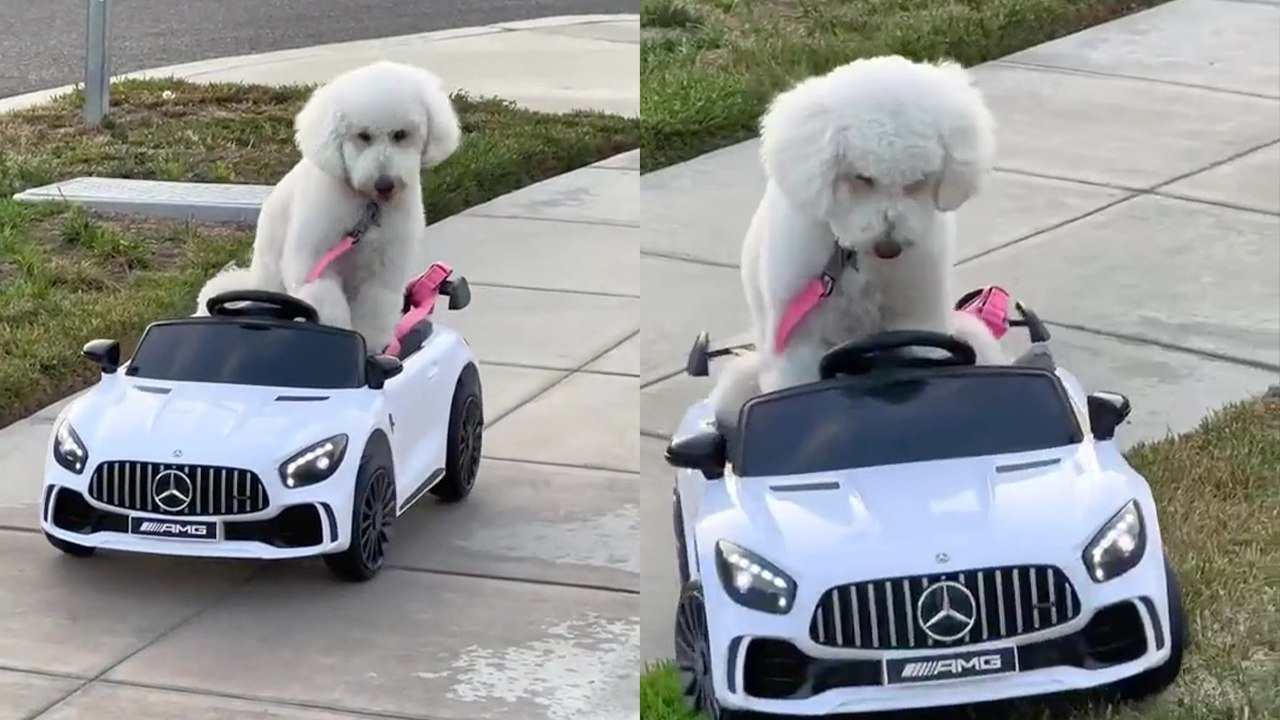 Dog drives car for the first time and hilariously goes off track!