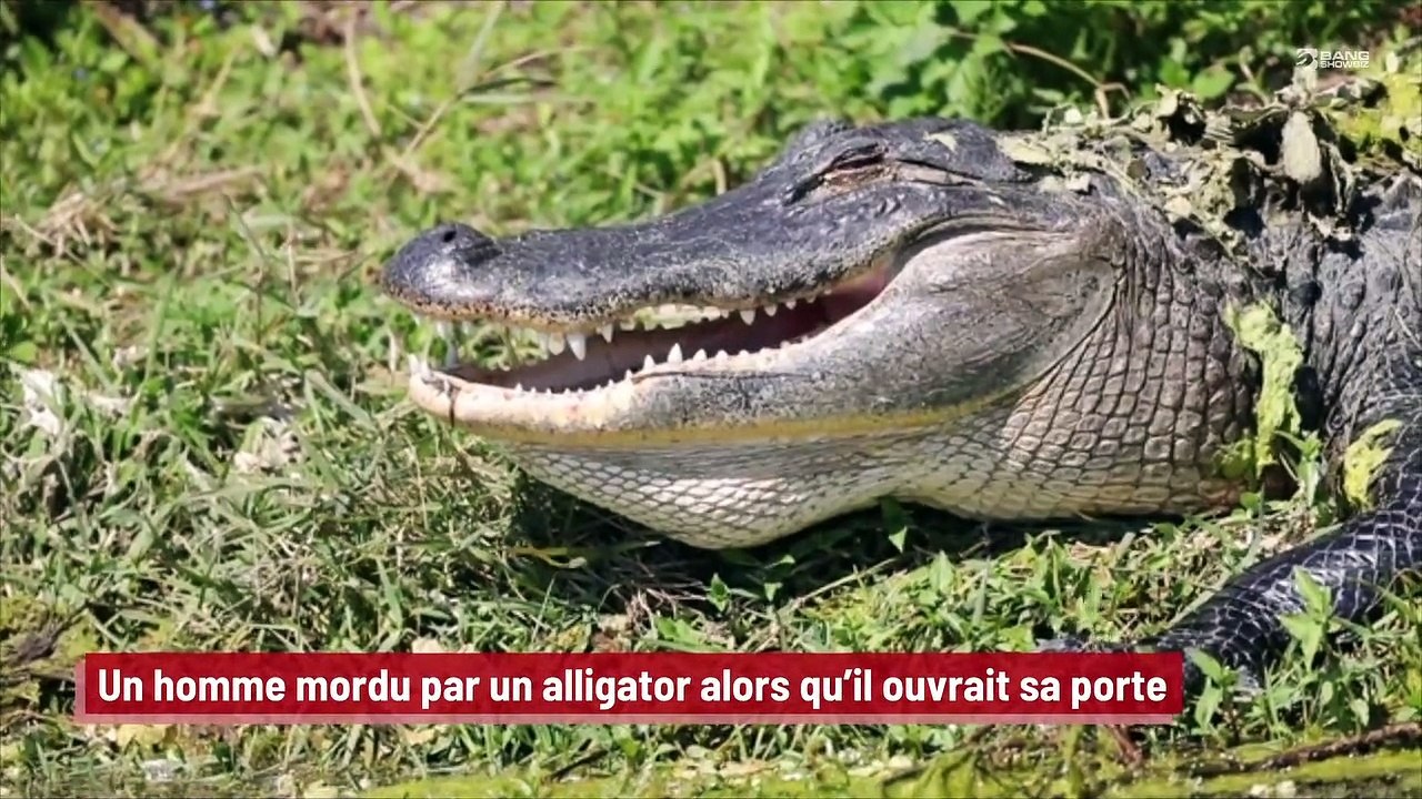 Un homme mordu par un alligator alors qu’il ouvrait sa porte !