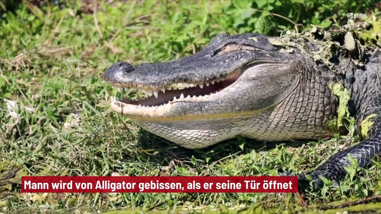 Mann wird von Alligator gebissen, als er seine Tür öffnet