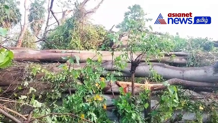 Watch : திருச்சியில் சுழன்று சுழன்று வீசிய சூறைக்காற்று! வேரோடு சாய்ந்த மரங்கள்! மின்கம்பங்கள்!