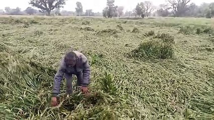 धरतीपुत्रों के अरमानों पर आफत का पानी !