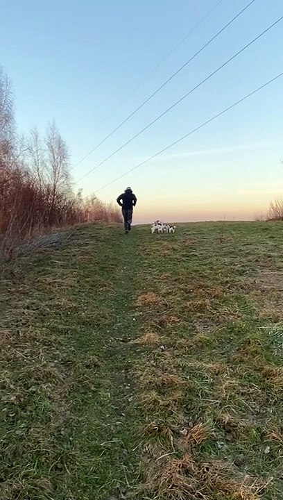 The Hills Are Alive With Puppies Sharing A Stick