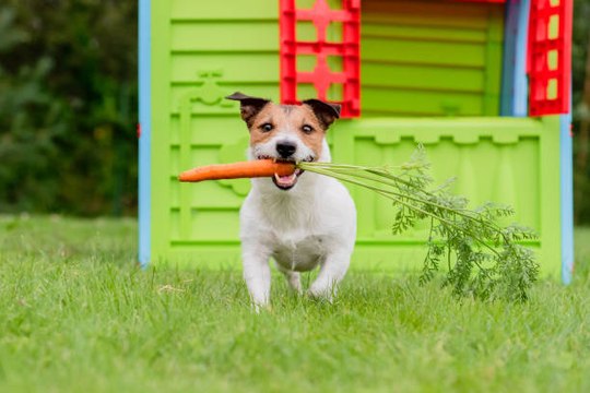6 Verduras Que Los Perros Pueden Comer