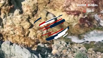 Fok balığı Ayvalık'ta güneşlenirken görüntülendi