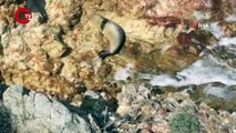 Ayvalık'ta güneşlenen fok balığı