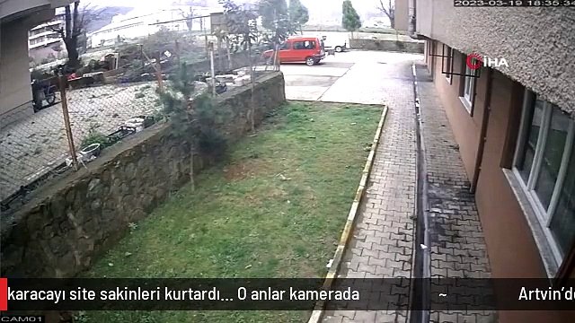 Artvin'de köpeklerin kovaladığı karacayı site sakinleri kurtardı... O anlar kamerada
