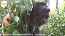 Howler Monkeys with Deeper Calls Have Smaller Testicles
