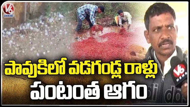 Mirchi Farmers Face Huge Loss With Crop Damage Due Unseasonal rains _ Warangal _ V6 News