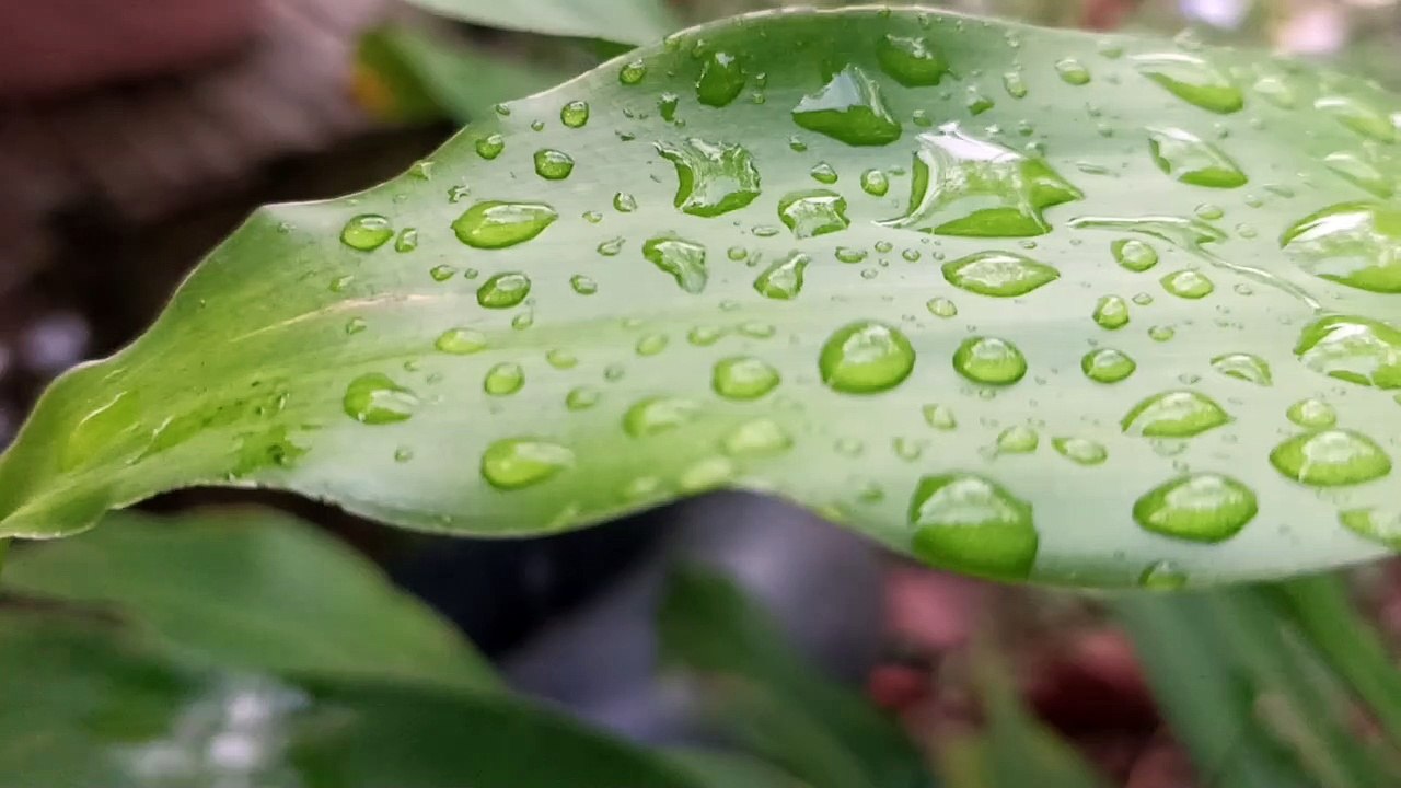 Relaxing Nature Sounds: Gentle Green Leaf Rain for Stress Relief and Meditation"
