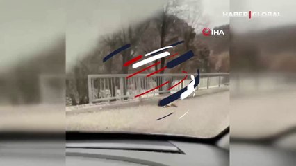 Tunceli'de yaban keçisi avladığı vaşağı yerken görüntülendi