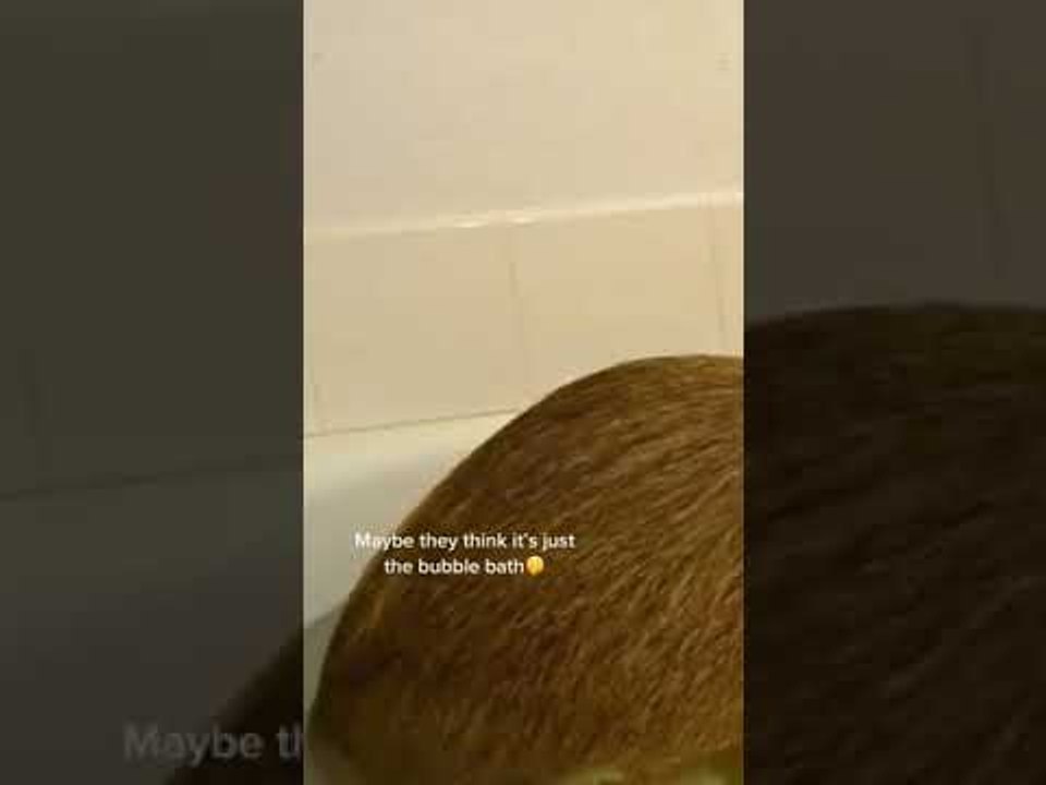 Capybara