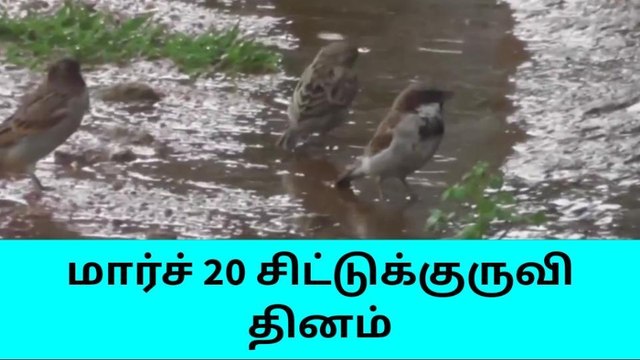 தருமபுரி: உலக சிட்டுக்குருவி தினம் இன்று.!