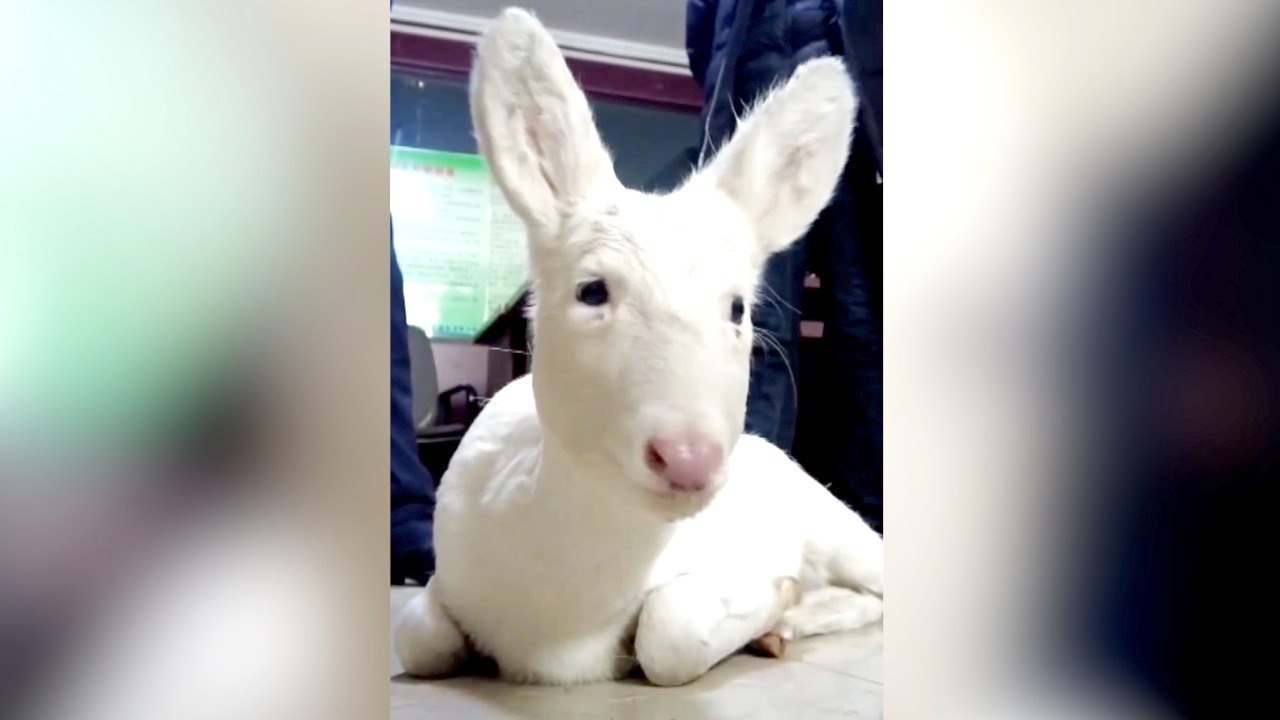 This is the Moment Rescuers Saved the Life of a Rare White Roe Deer ...