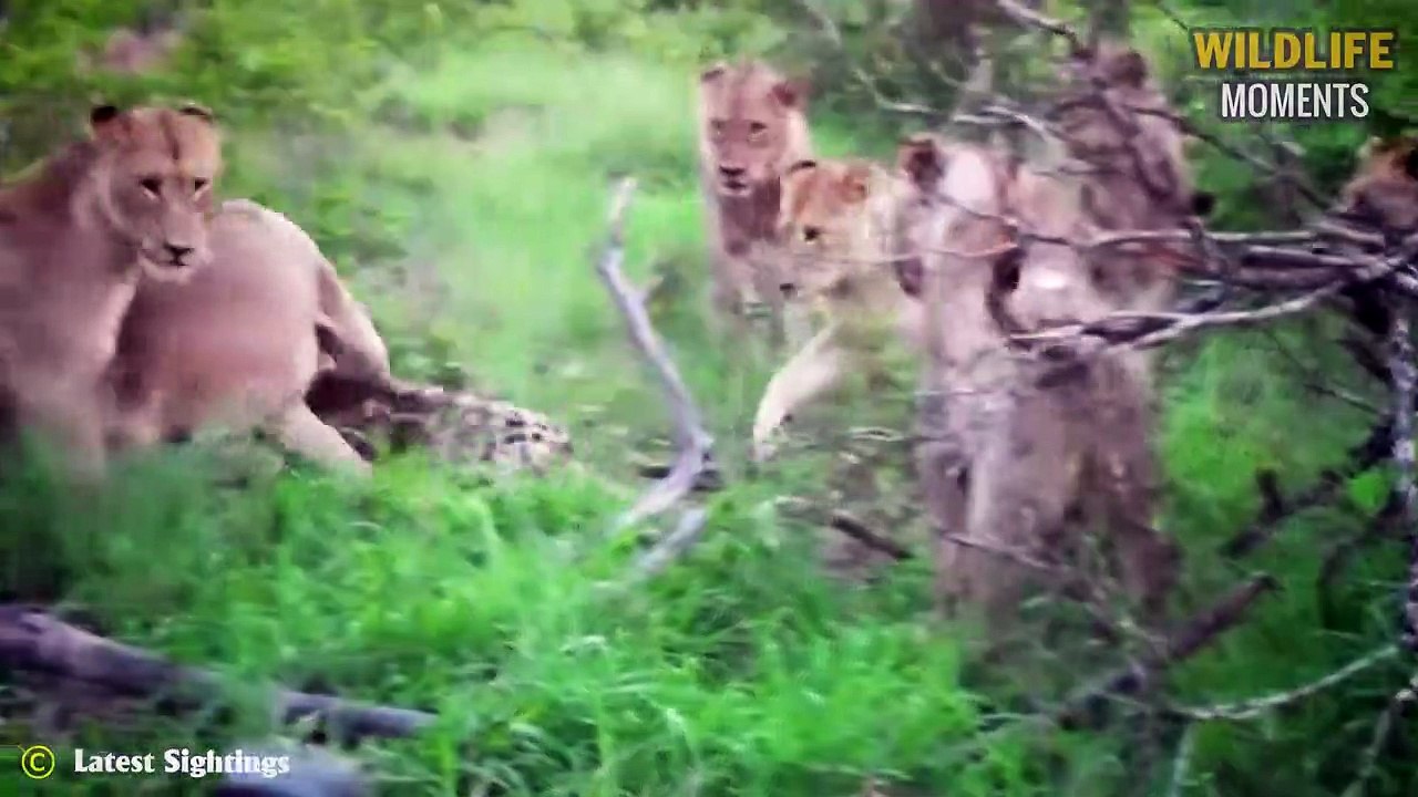 45 Heartbreaking Moments Old Leopard Injured And Tries To Survive @swagwildlifemoments