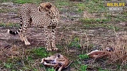 45 Craziest Moments Big Cat Protects Their Prey - Wildlife Moments