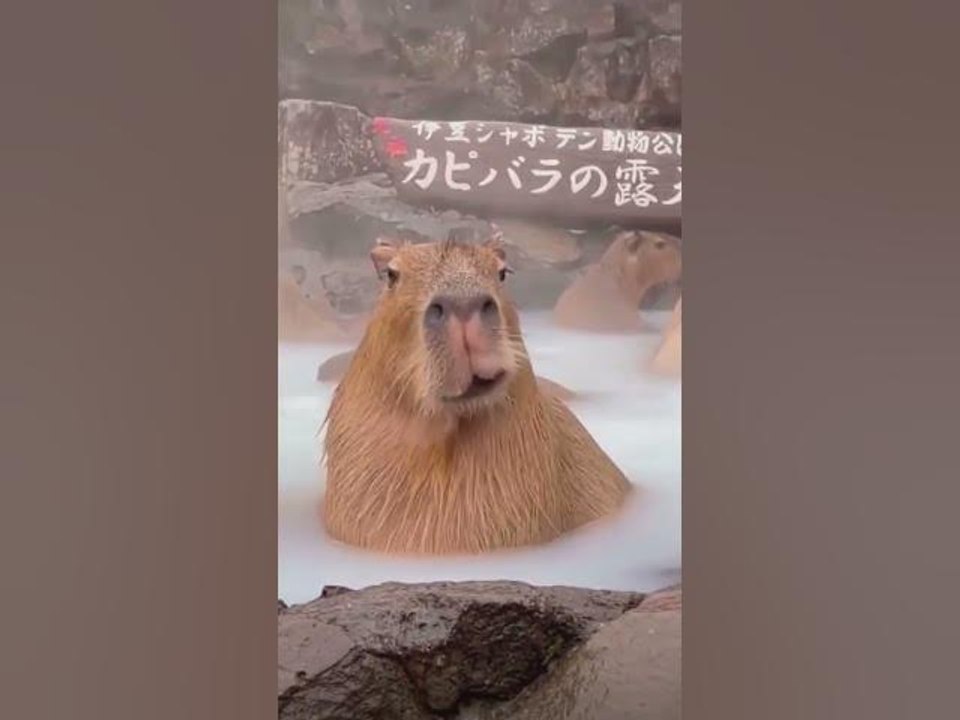 Capybara