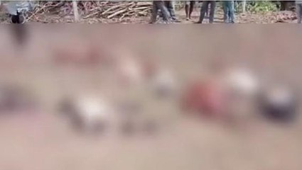 నర్సంపేట :విద్యుదాఘాతంతో 9 గొర్రెల మృతి..!