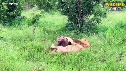45 Brutal Moments Lion Vs Hyena Vs Leopard Fight - Wildlife Moments