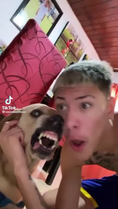 A dog interacts with its owner