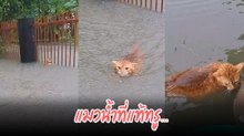 โซเชียลเอ็นดู ! ตัวตึงแมวส้มเจอฝนตกหนักน้ำท่วมไม่หวั่น เราจะชมวิวอะนุด