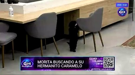 Mora busca a Caramelo para jugar en la casa de GH