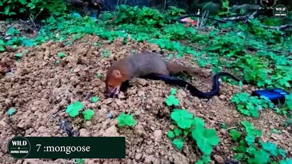 15 Incredible Moments Venomous Snakes Become Prey   Wildlife Moments