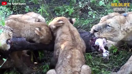15 Epic Moments MALE LION Fight You've Never Seen - Wildlife Moments