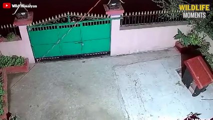 15 Craziest Moments LEOPARD Vs DOG Caught On Camera - Wildlife Moments