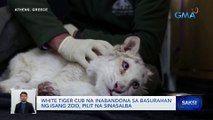 White tiger cub na inabandona sa basurahan ng isang zoo, pilit na sinasalba | Saksi