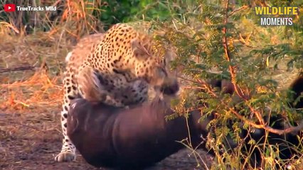 15 Brutal Moments Wild Animal Eats Carcass You Never Seen - Wildlife Moments