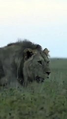 A lion known as the king of the Serengeti has been killed by rivals