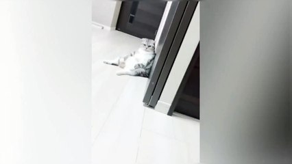 A ragdoll cat named Puff from New York City,