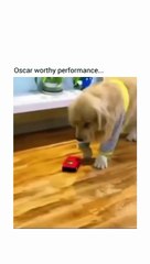 Ce chiot mérite l'oscar du meilleur acteur