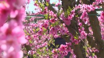 Los campos de Aitona explotan en un espectáculo de color con la llegada de la primavera