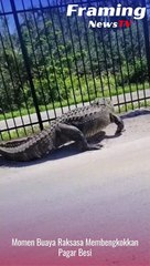 Momen buaya raksasa membengkokkan pagar besi #shorts