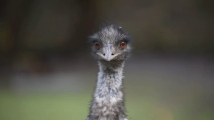 Ollie the Emu celebrates his 40th birthday