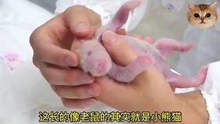 How to birth panda baby