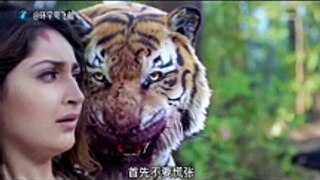 danger video of tiger