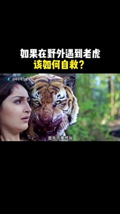 danger video of tiger